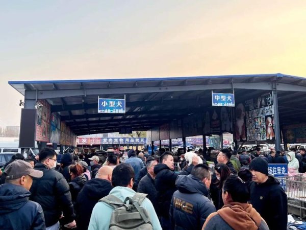 上阳网配资 超百万只猫狗，从“钢城”卖到全国